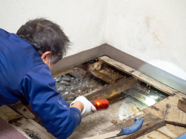 Reliable Reno, NV Mold Removal Solutions