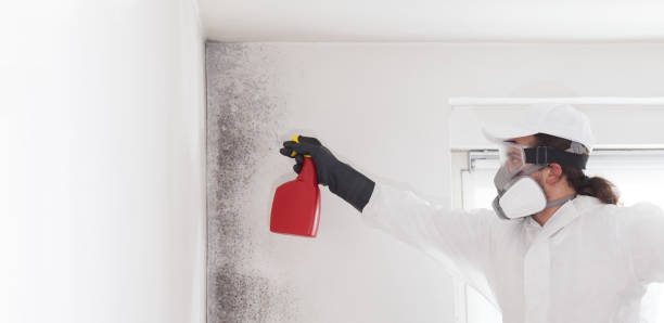 Mold Testing and Removal in Reno, NV