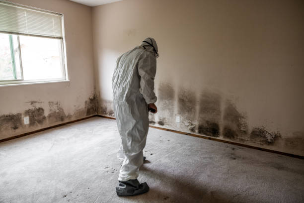 Best Mold Removal Process  in Reno, NV